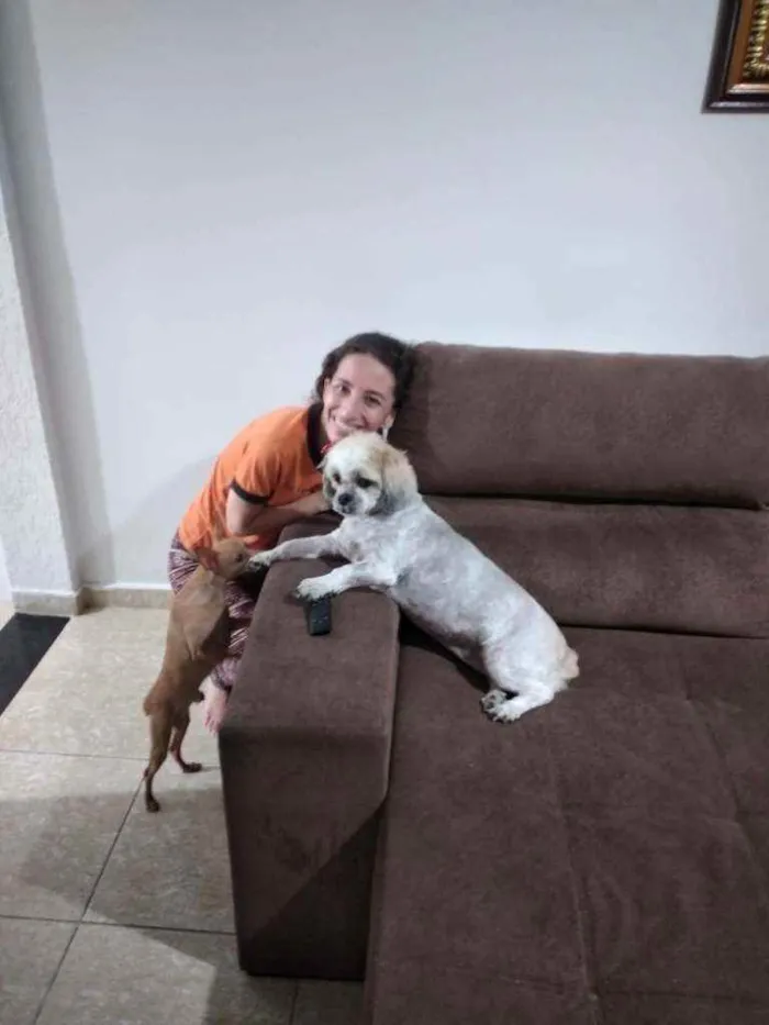 Cachorro raça Lhasa apso idade 6 ou mais anos nome Mel