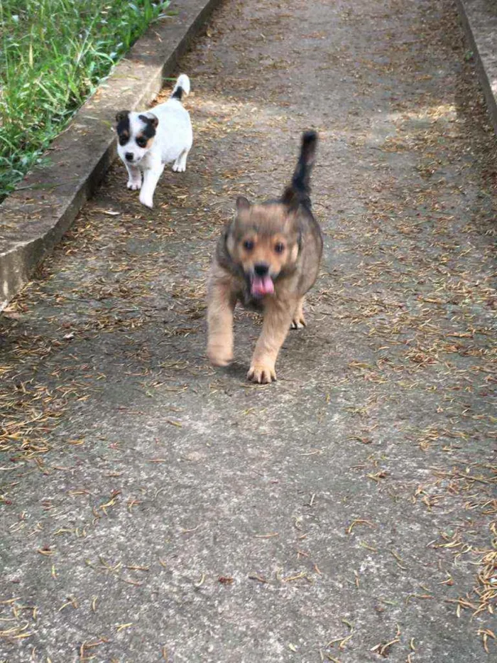 Cachorro raça viralata idade Abaixo de 2 meses nome ASTOR