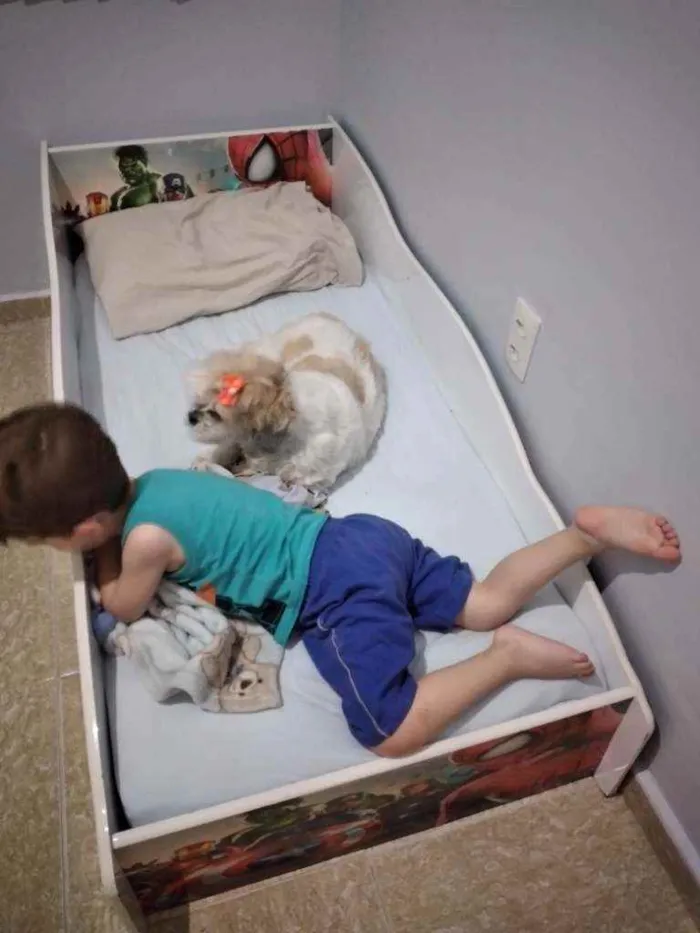 Cachorro raça Lhasa apso idade 6 ou mais anos nome Mel