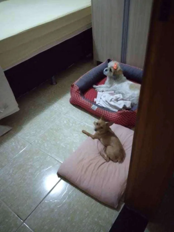 Cachorro raça Lhasa apso idade 6 ou mais anos nome Mel