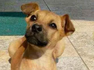 Cachorro ra a Viralata idade 2 a 6 meses nome Mazze