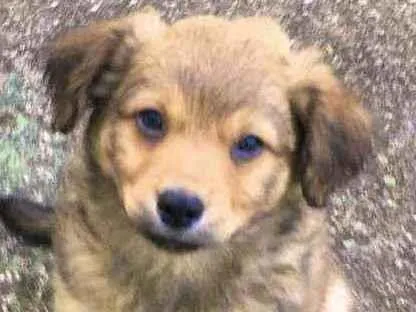 Cachorro raça viralata idade Abaixo de 2 meses nome ASTOR