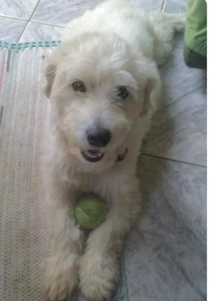 Cachorro ra a Mestiço  idade 6 ou mais anos nome Luke 
