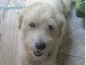 Cachorro raça Mestiço  idade 6 ou mais anos nome Luke 