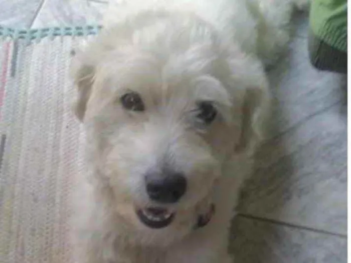 Cachorro ra a Mestiço  idade 6 ou mais anos nome Luke 