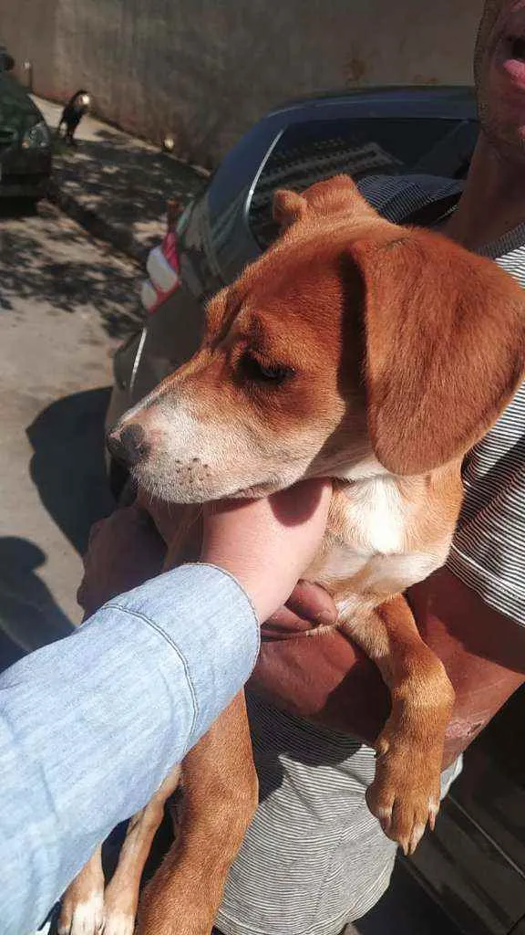 Cachorro ra a SRD idade 2 a 6 meses nome AURORA