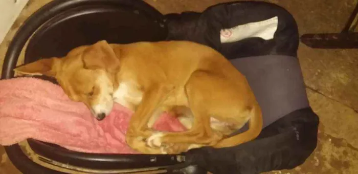 Cachorro ra a SRD idade 2 a 6 meses nome AURORA