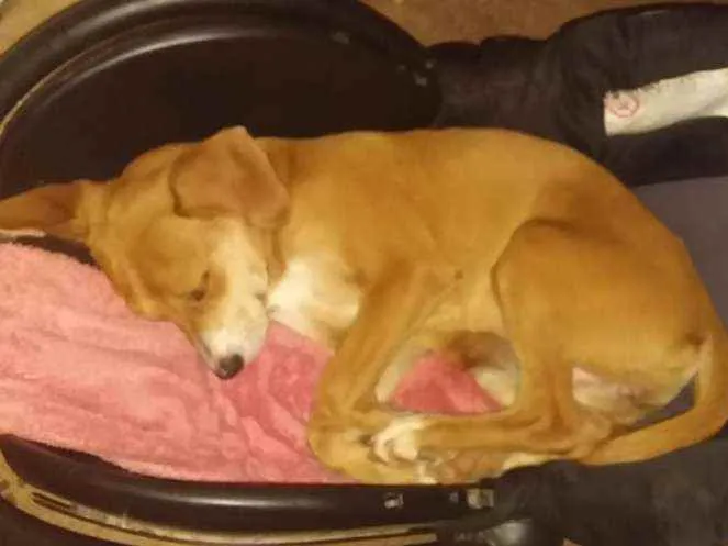 Cachorro ra a SRD idade 2 a 6 meses nome AURORA