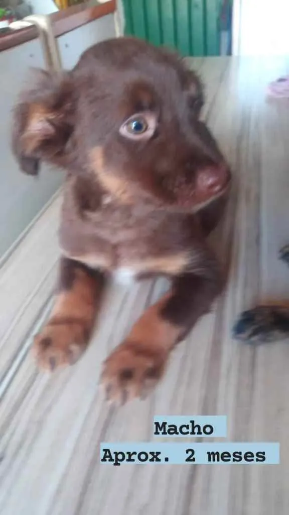 Cachorro ra a SRD idade 2 a 6 meses nome Florzinha e Professo