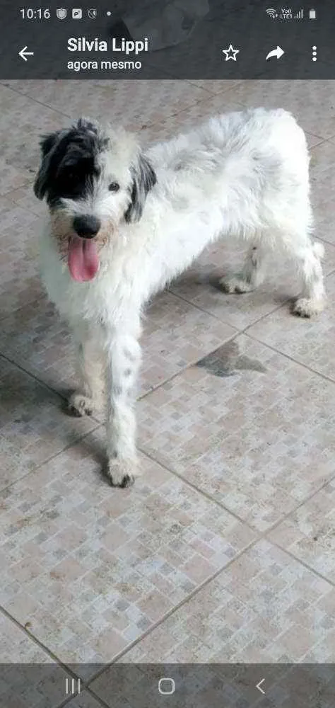 Cachorro ra a Srd idade 2 anos nome JACK