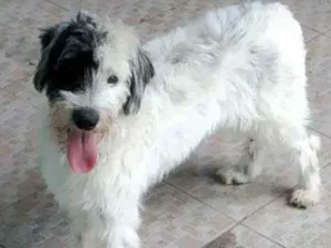 Cachorro raça Srd idade 2 anos nome JACK