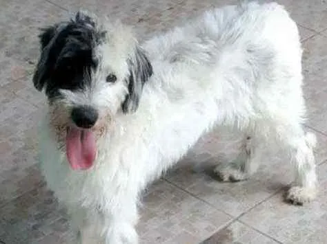 Cachorro ra a Srd idade 2 anos nome JACK