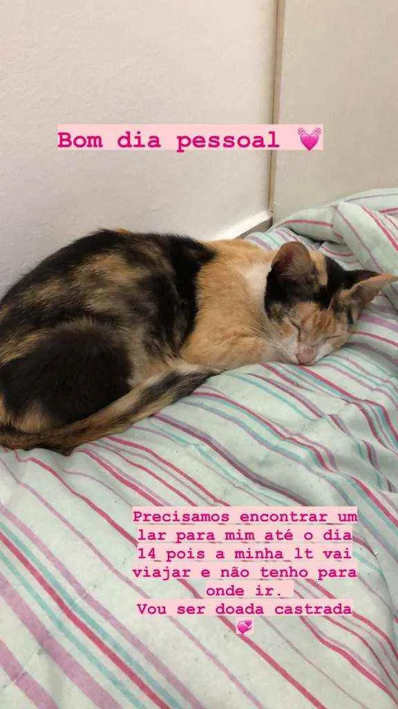 Gato ra a SRD idade 1 ano nome Menina