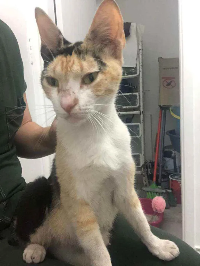 Gato ra a SRD idade 1 ano nome Menina