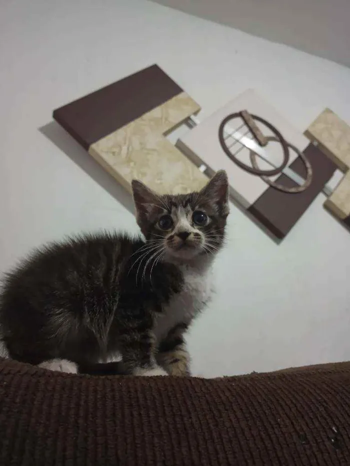 Gato ra a SRD idade 2 a 6 meses nome Sem nome
