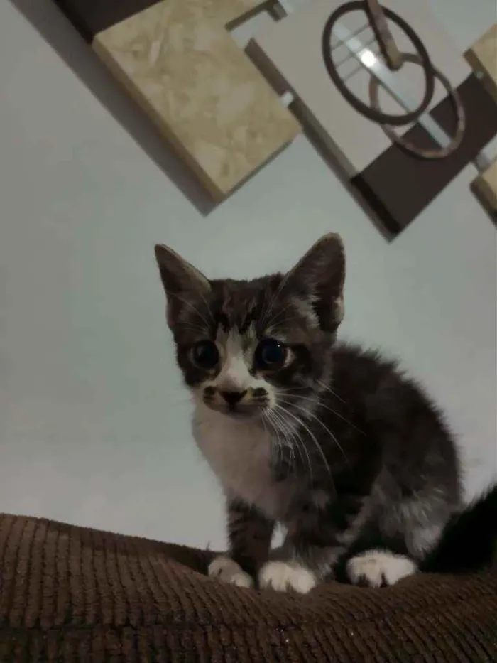 Gato ra a SRD idade 2 a 6 meses nome Sem nome