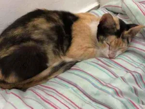Gato raça SRD idade 1 ano nome Menina