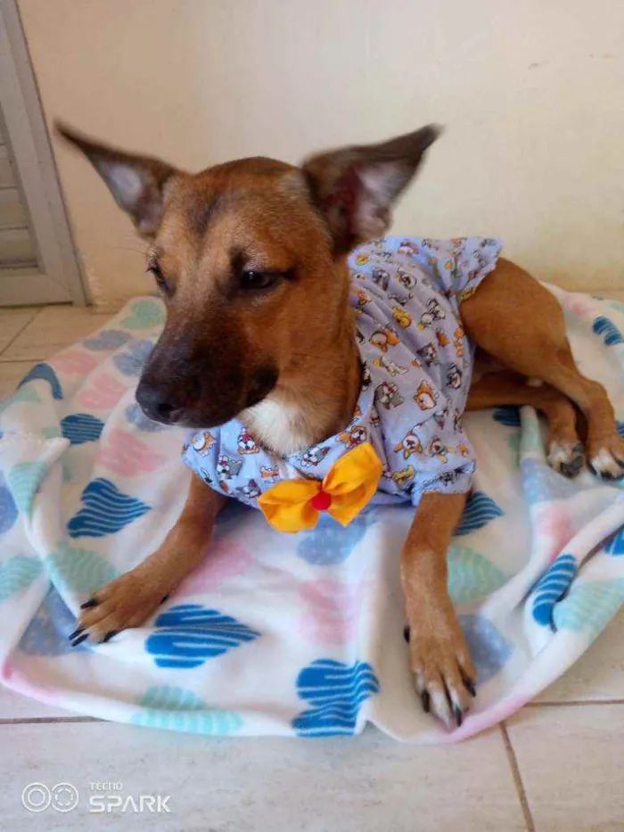 Cachorro raça Srd idade 7 a 11 meses nome Mickey