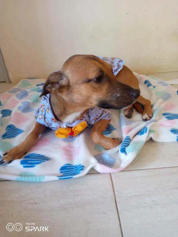 Cachorro raça Srd idade 7 a 11 meses nome Mickey