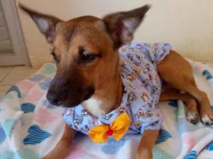 Cachorro raça Srd idade 7 a 11 meses nome Mickey