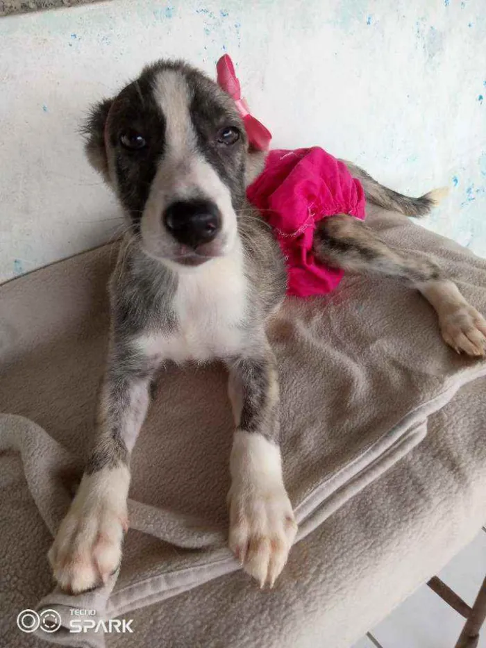 Cachorro raça Srd idade 2 a 6 meses nome Cacsu