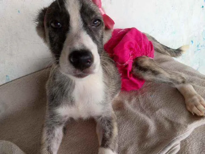 Cachorro raça Srd idade 2 a 6 meses nome Cacsu