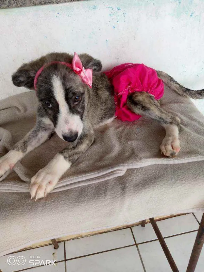 Cachorro raça Srd idade 2 a 6 meses nome Cacsu