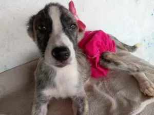 Cachorro raça Srd idade 2 a 6 meses nome Cacsu