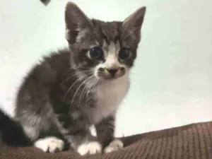 Gato raça SRD idade 2 a 6 meses nome Sem nome