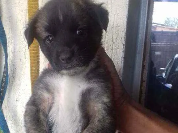 Cachorro raça Mestiços srd idade 2 a 6 meses nome Filhotes