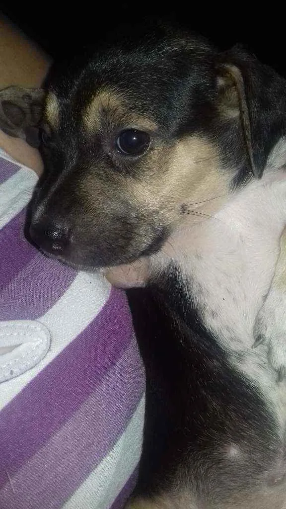Cachorro raça Mestiços srd idade 2 a 6 meses nome Filhotes