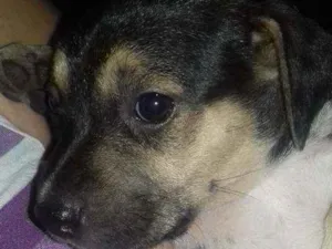 Cachorro raça Mestiços srd idade 2 a 6 meses nome Filhotes