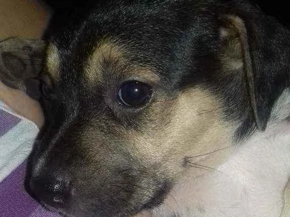 Cachorro raça Mestiços srd idade 2 a 6 meses nome Filhotes