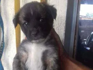 Cachorro raça Mestiços srd idade 2 a 6 meses nome Filhotes