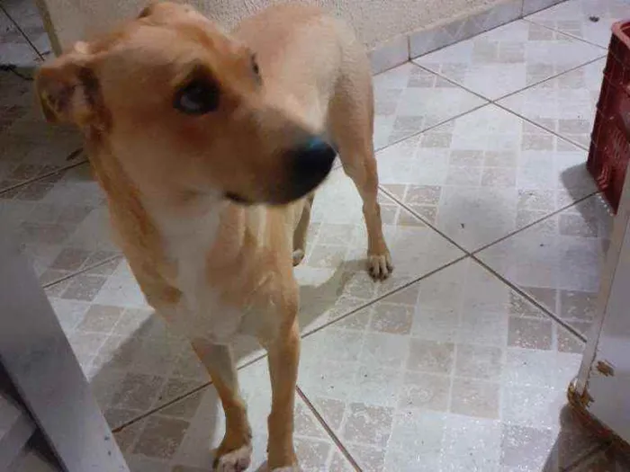 Cachorro ra a Desconhecida idade 1 ano nome Luci