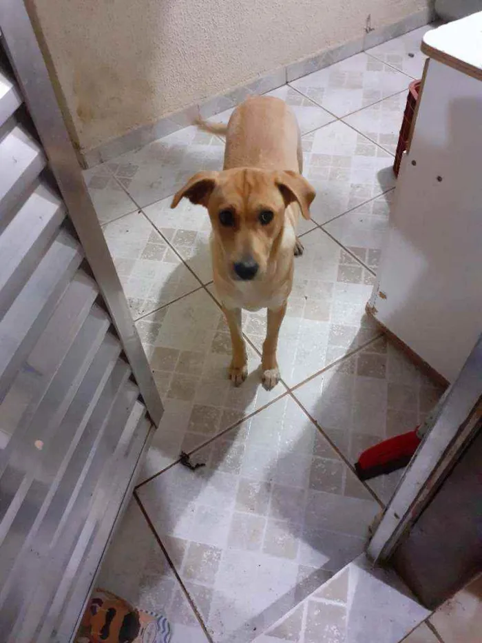 Cachorro ra a Desconhecida idade 1 ano nome Luci