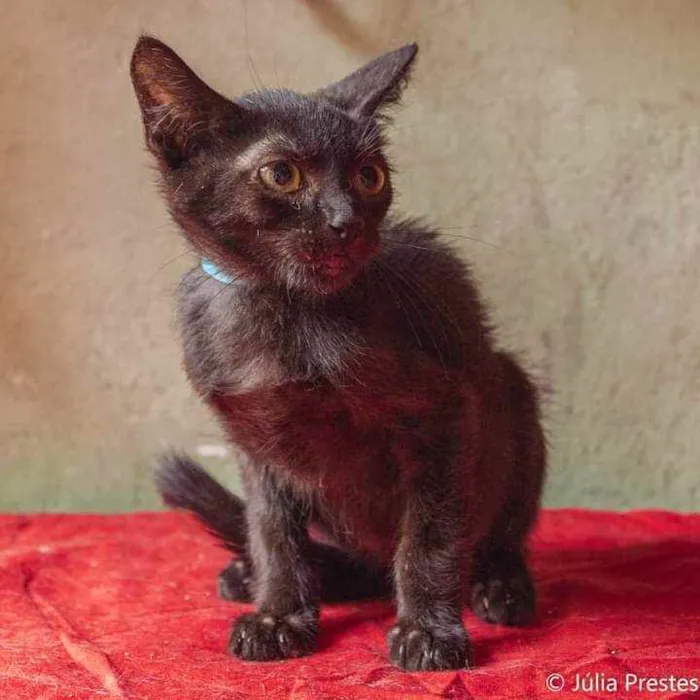Gato ra a SRD idade 2 a 6 meses nome Obama, Mandela e Bar