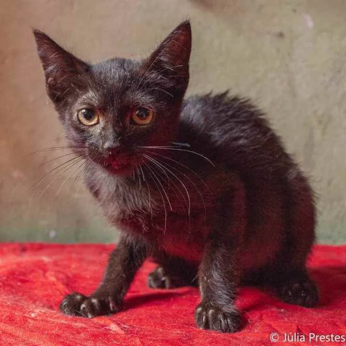Gato ra a SRD idade 2 a 6 meses nome Obama, Mandela e Bar