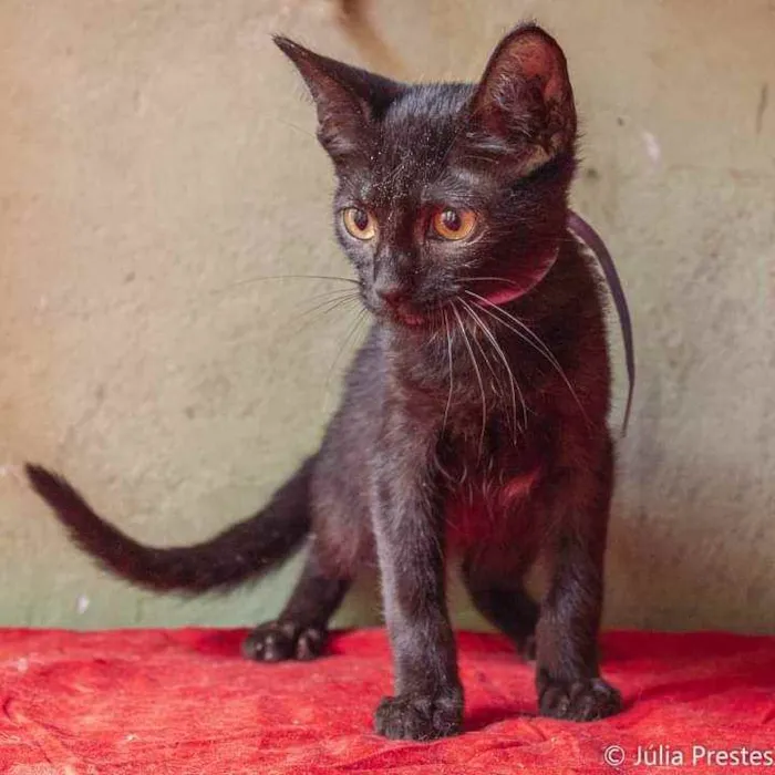 Gato ra a SRD idade 2 a 6 meses nome Obama, Mandela e Bar