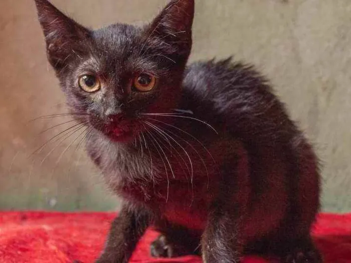 Gato ra a SRD idade 2 a 6 meses nome Obama, Mandela e Bar