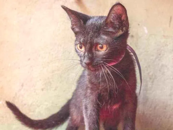 Gato ra a SRD idade 2 a 6 meses nome Obama, Mandela e Bar