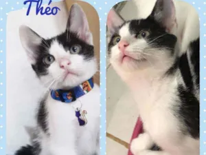 Gato raça SRD  idade 2 a 6 meses nome Theo 