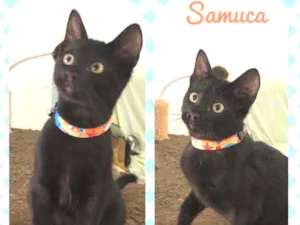 Gato raça SRD  idade 2 a 6 meses nome Samuca 