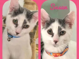 Gato raça SRD  idade 2 a 6 meses nome Susan 