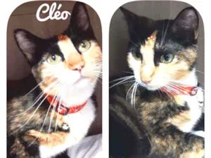 Gato raça SRD  idade 1 ano nome Cléo 