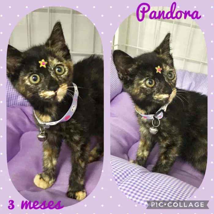 Gato raça SRD  idade 2 a 6 meses nome Pandora 