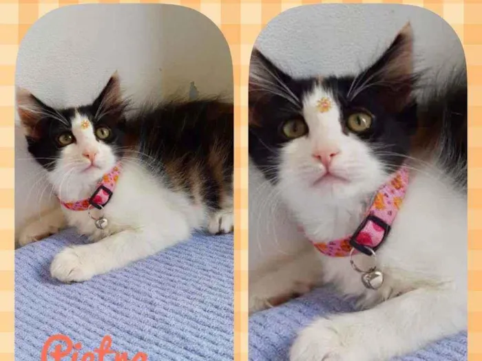 Gato raça SRD  idade 2 a 6 meses nome Pietra 