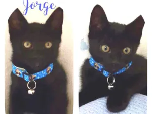 Gato raça SRD  idade 2 a 6 meses nome Jorge 