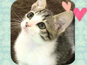 Gato raça SRD  idade 2 a 6 meses nome Ted 