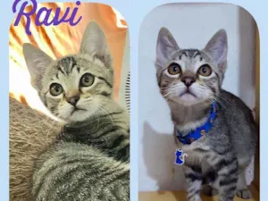 Gato raça SRD  idade 2 a 6 meses nome Ravi 